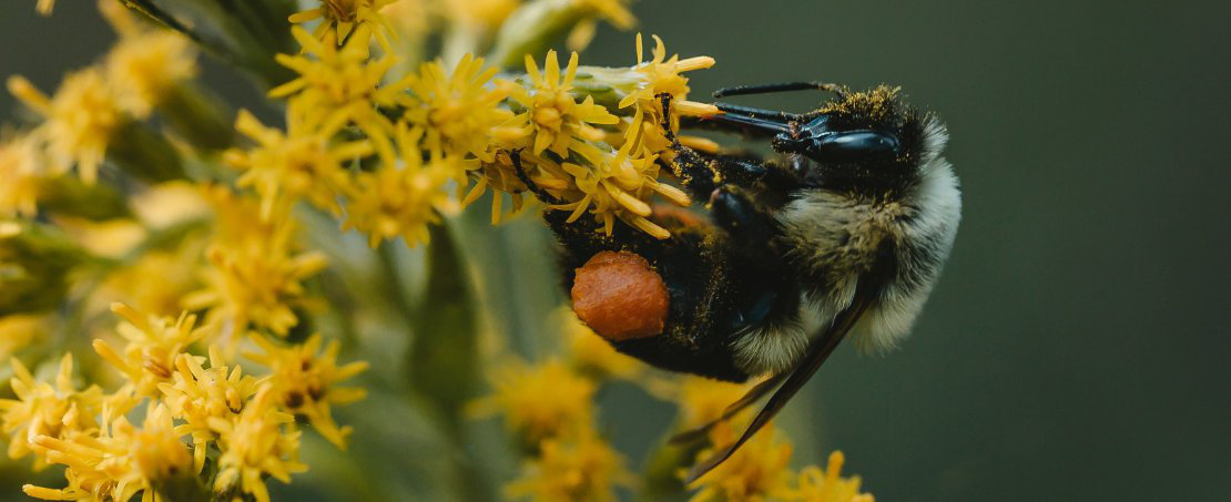 Bienen - Ntzliche Helfer